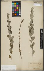 Foto von Salix repens subsp. repens L.